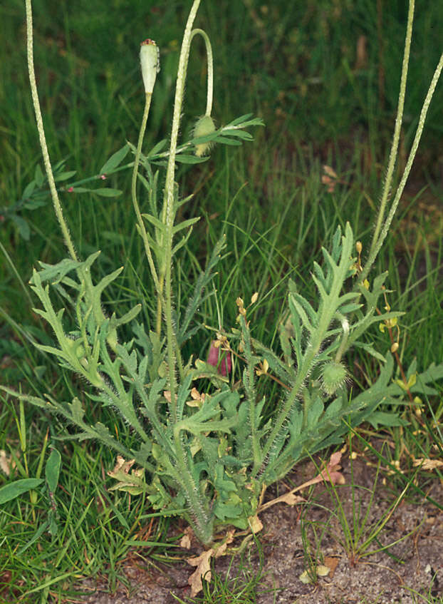 Image de petit coquelicot