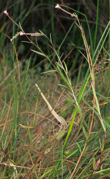 Image of marsh willowherb