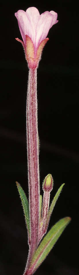 Image of marsh willowherb