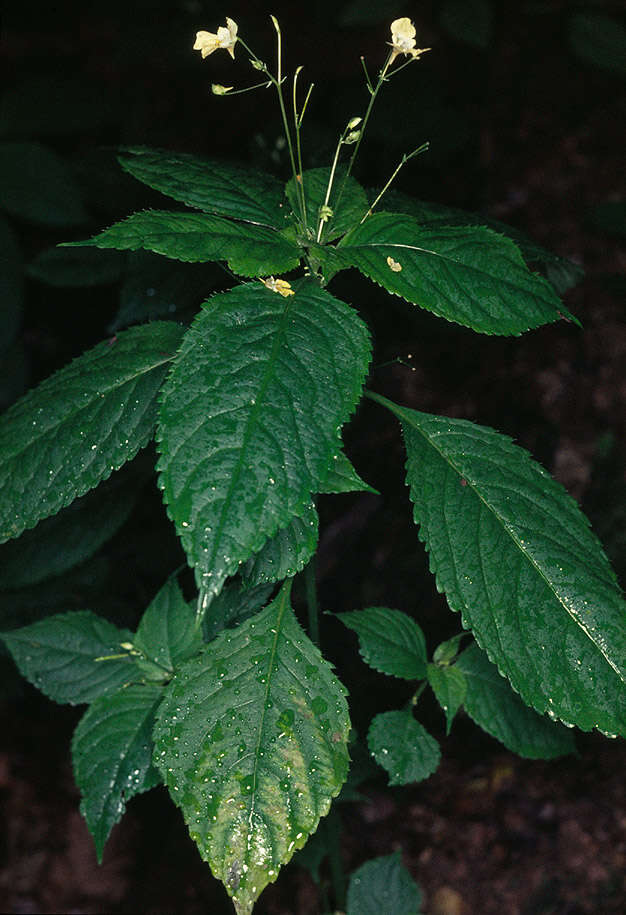 Impatiens parviflora DC. resmi