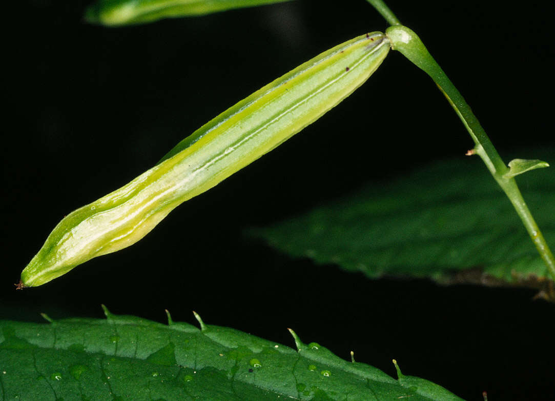 Image of small balsam