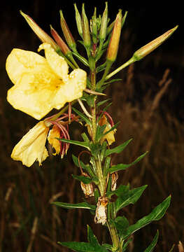 Imagem de Oenothera