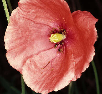 Image de Papaver dubium subsp. dubium