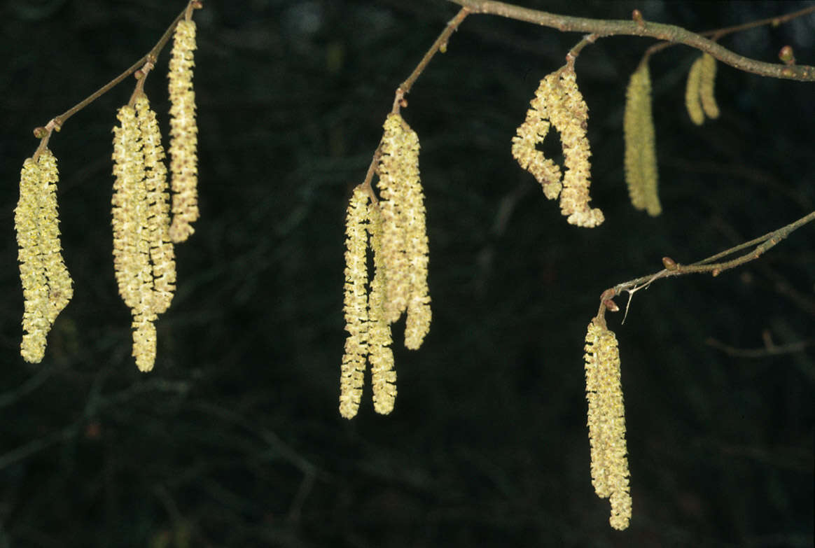 Image of Cobnut