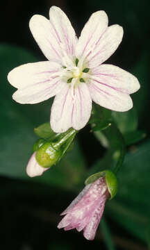 Image of Siberian springbeauty