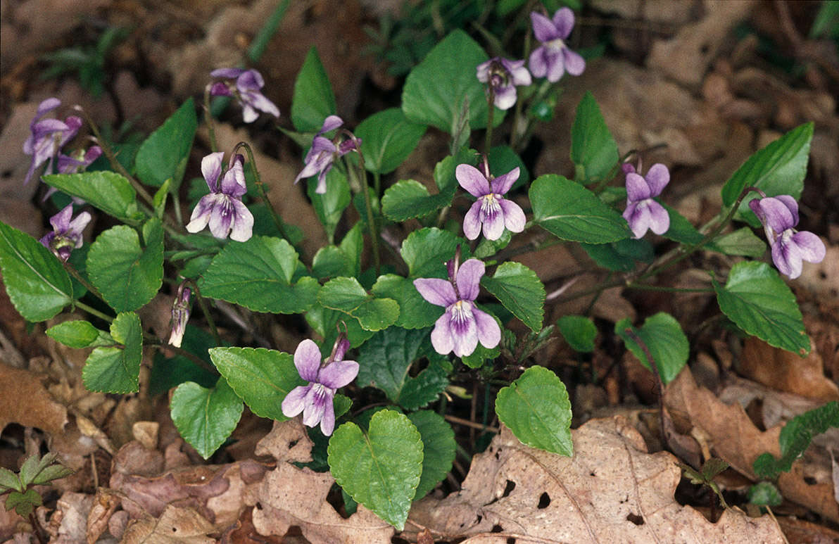 Image of early dog-violet