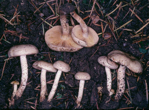 Image of Pholiota gummosa (Lasch) Singer 1951