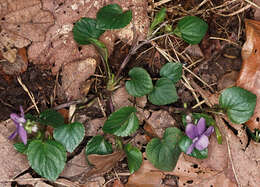 Image of common dog-violet