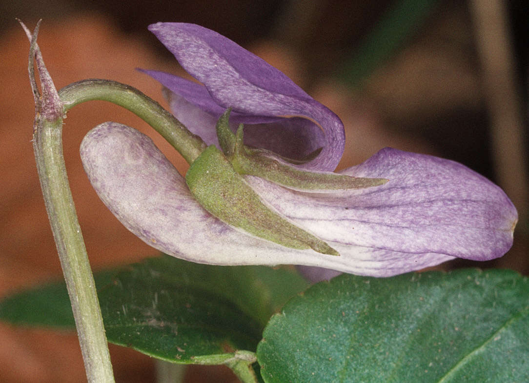 Image of common dog-violet