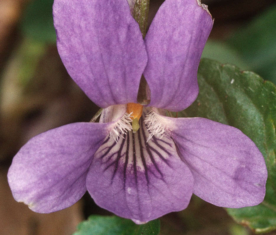 Image of common dog-violet