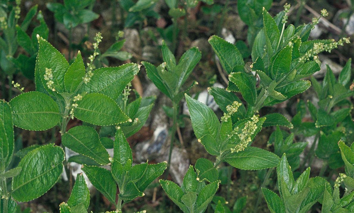 Image of dog's mercury