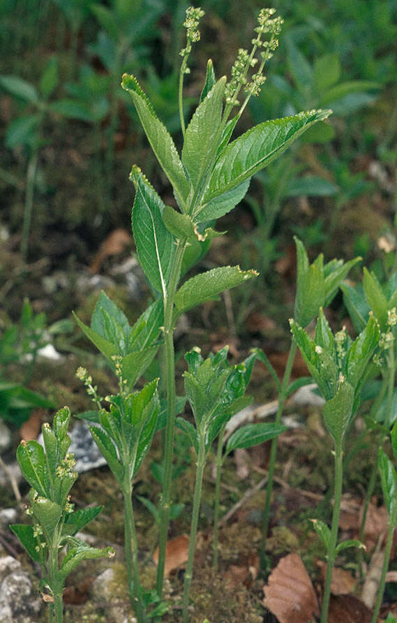 Image of dog's mercury