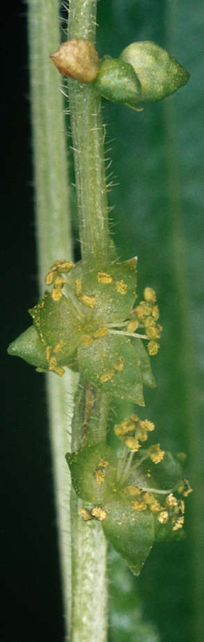 Image of dog's mercury