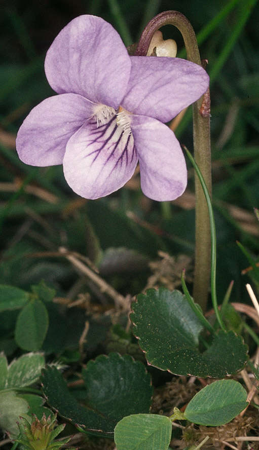 Image of dog violet