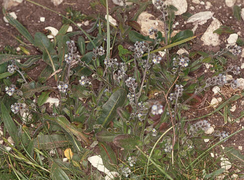 Image of Early Forget-me-not