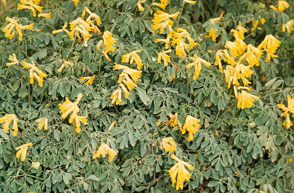 Image of yellow corydalis