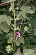 Image of tree mallow