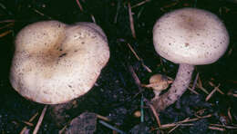 Image of Pholiota gummosa (Lasch) Singer 1951