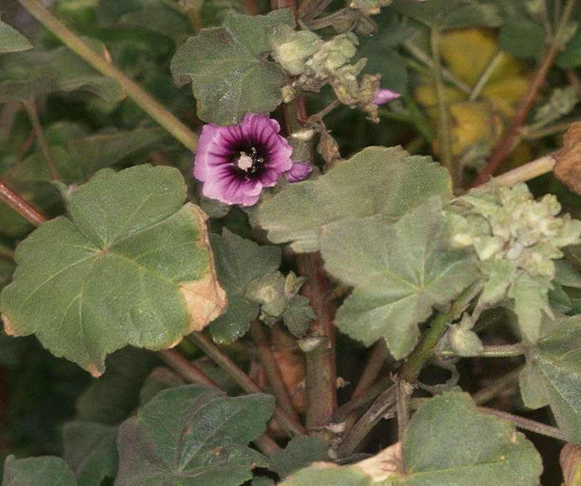 Imagem de Malva arborea (L.) Webb & Berth.