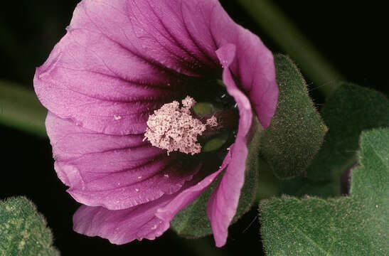 Image of tree mallow