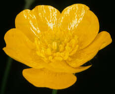 Image of common buttercup