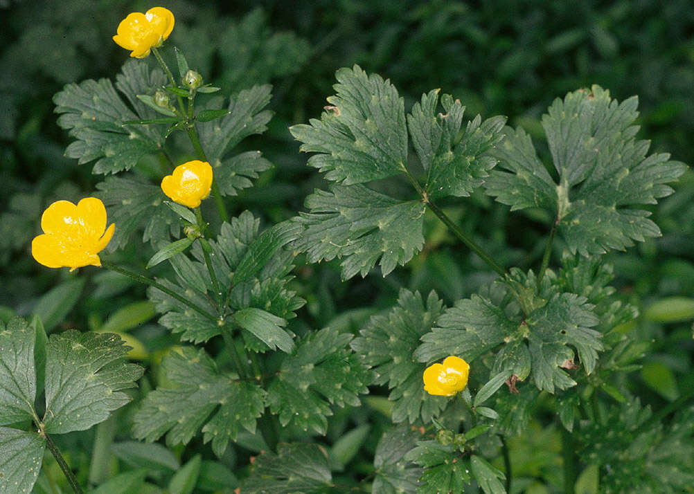 Image of creeping buttercup