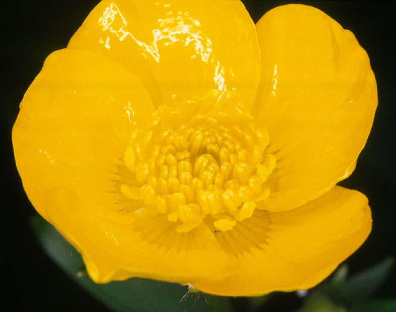 Image of creeping buttercup