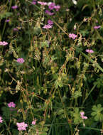 Image of hedgerow geranium