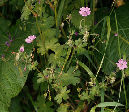 Imagem de Geranium pyrenaicum Burm. fil.