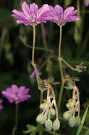 Image of hedgerow geranium