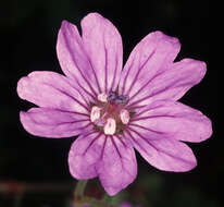 Image of hedgerow geranium