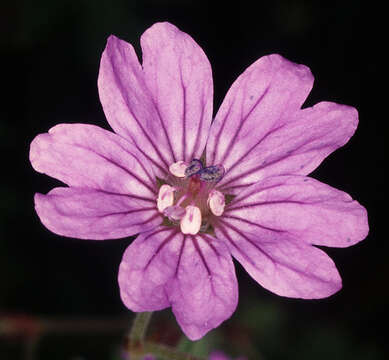 Imagem de Geranium pyrenaicum Burm. fil.