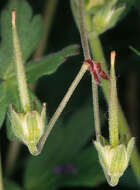 Image of hedgerow geranium