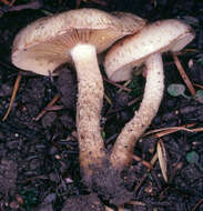 Image of Pholiota gummosa (Lasch) Singer 1951