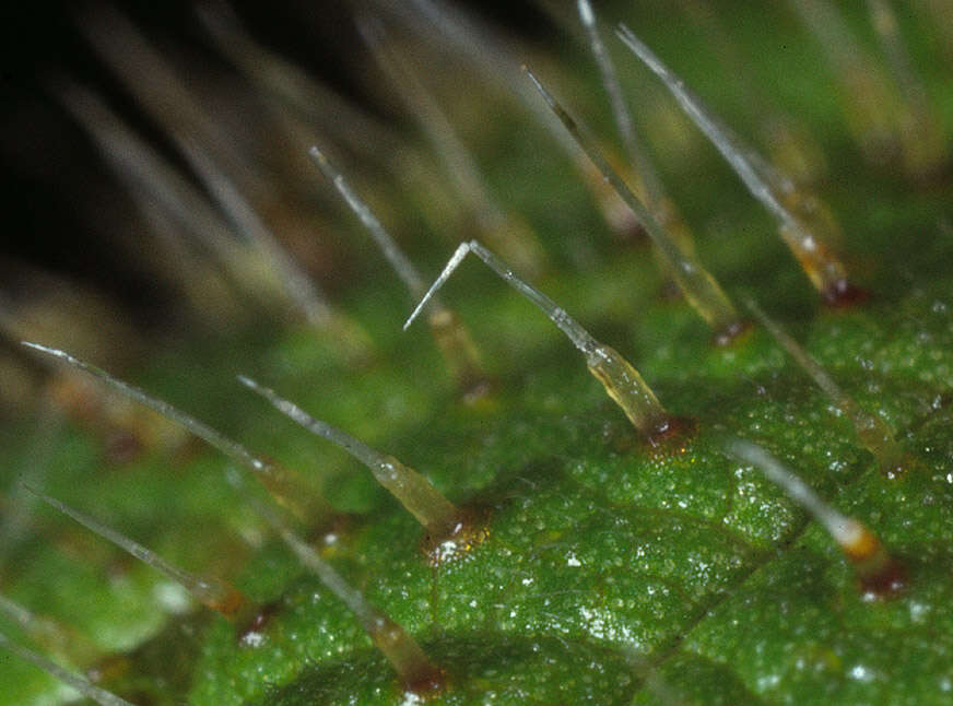 Image of Common Nettle