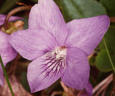 Image of common dog-violet