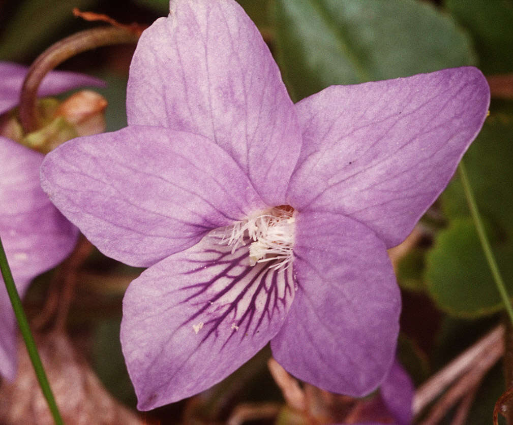 Image of common dog-violet