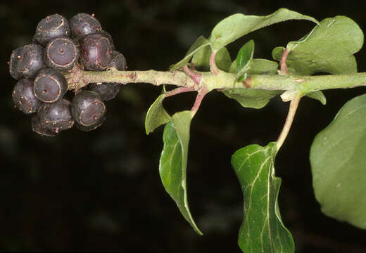 Image of Hedera helix f. helix