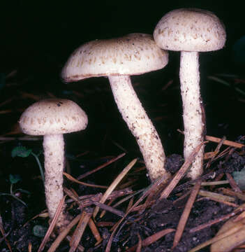 Image of Pholiota gummosa (Lasch) Singer 1951