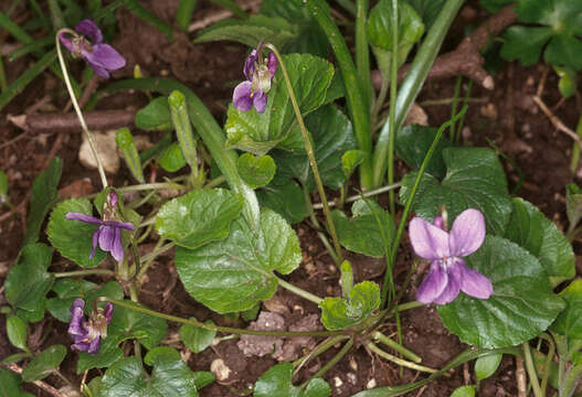 Image of sweet violet