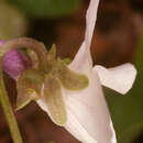 Image of Viola odorata var. imberbis