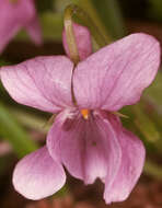 Image of sweet violet