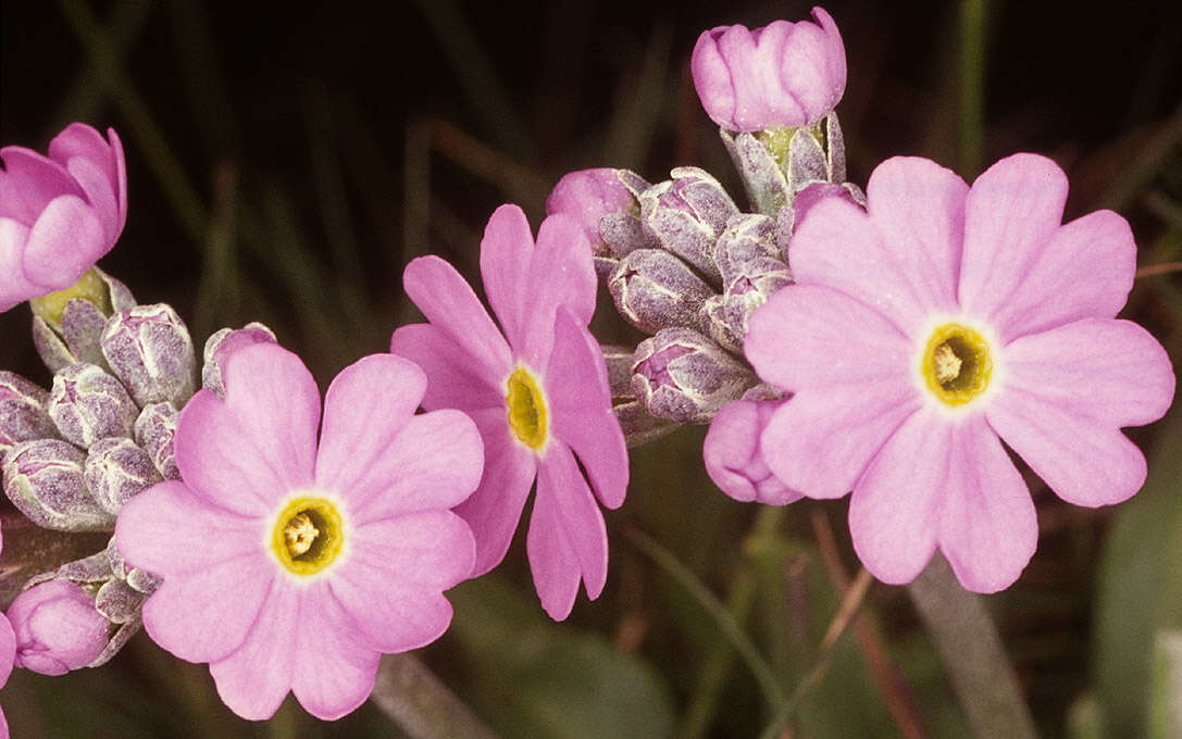 Image of Bird's-eye Primrose