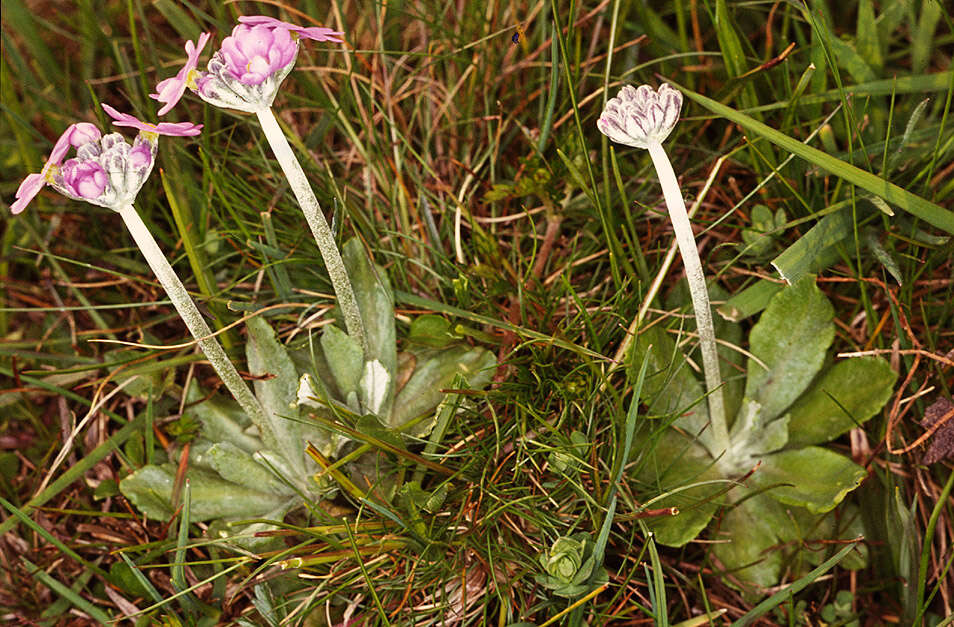 Image of Bird's-eye Primrose