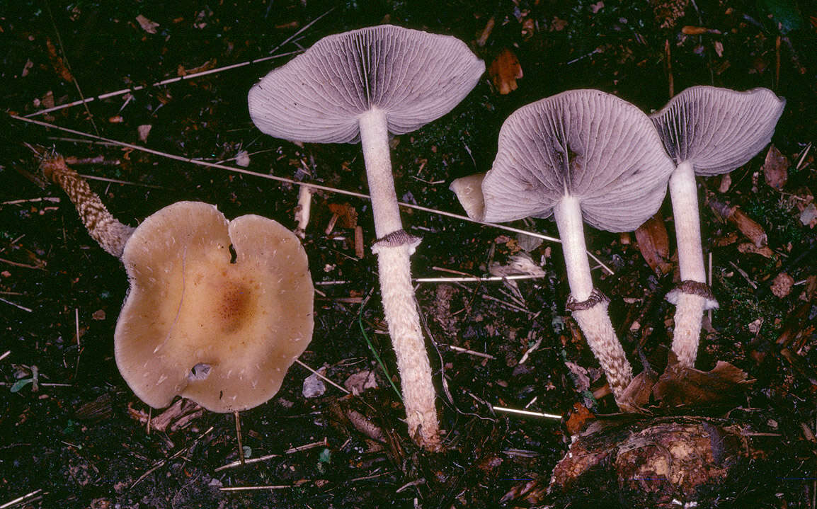 Image of Leratiomyces squamosus (Pers.) Bridge & Spooner 2008