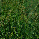 Image of Common Sorrel