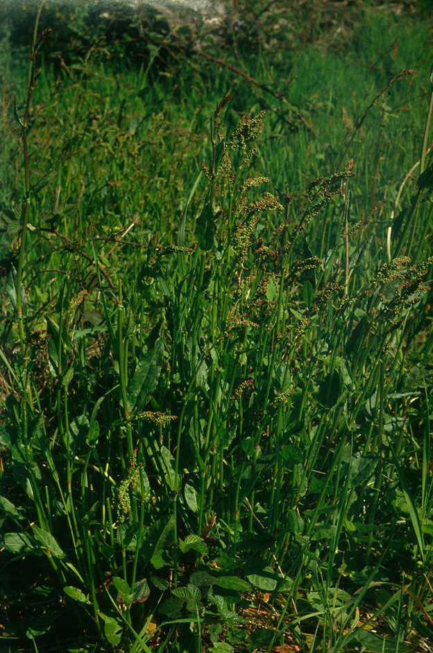 Image of Common Sorrel