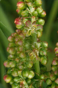 Image of Common Sorrel