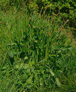 Image of Common Sorrel