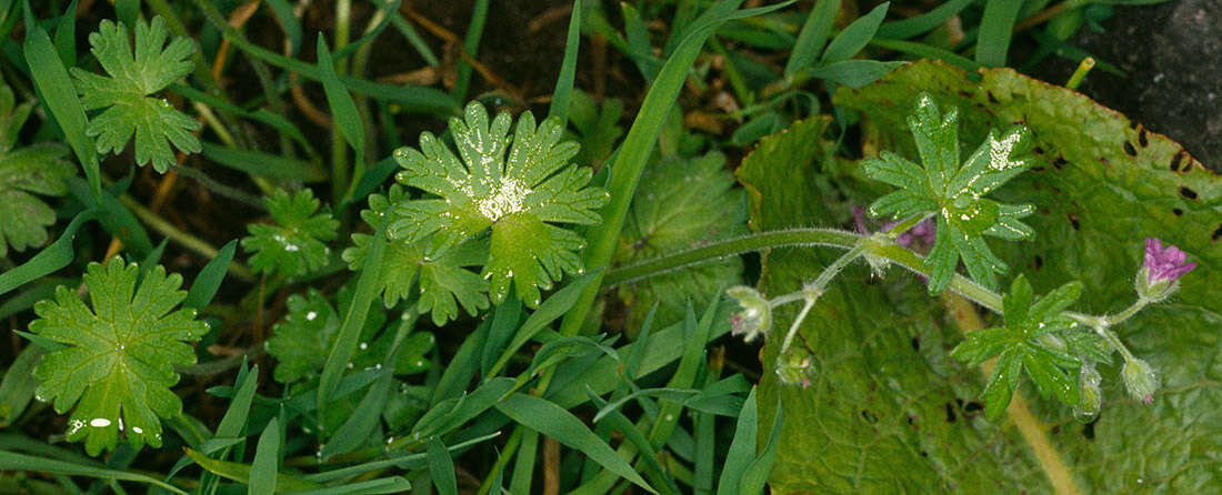 Image of dovefoot geranium